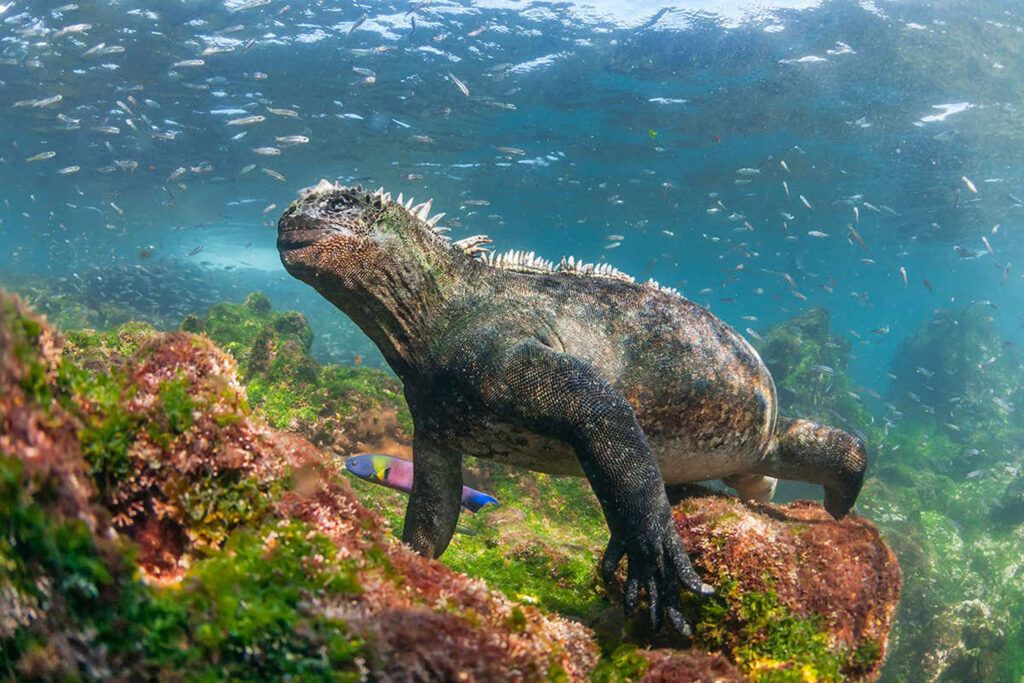 Ecuador Wonders