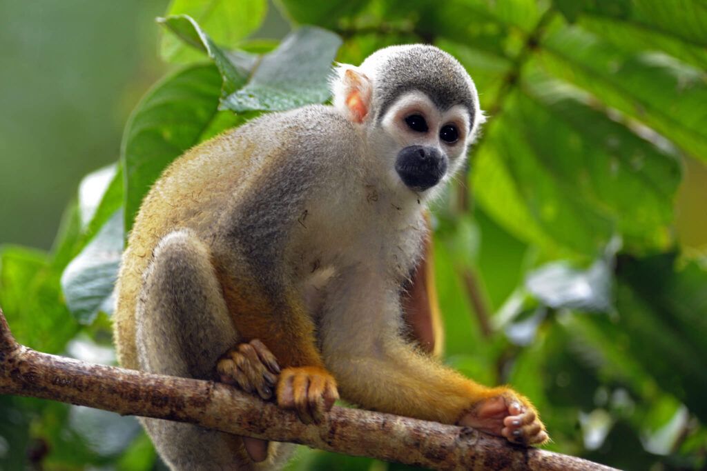 Ecuador Wonders