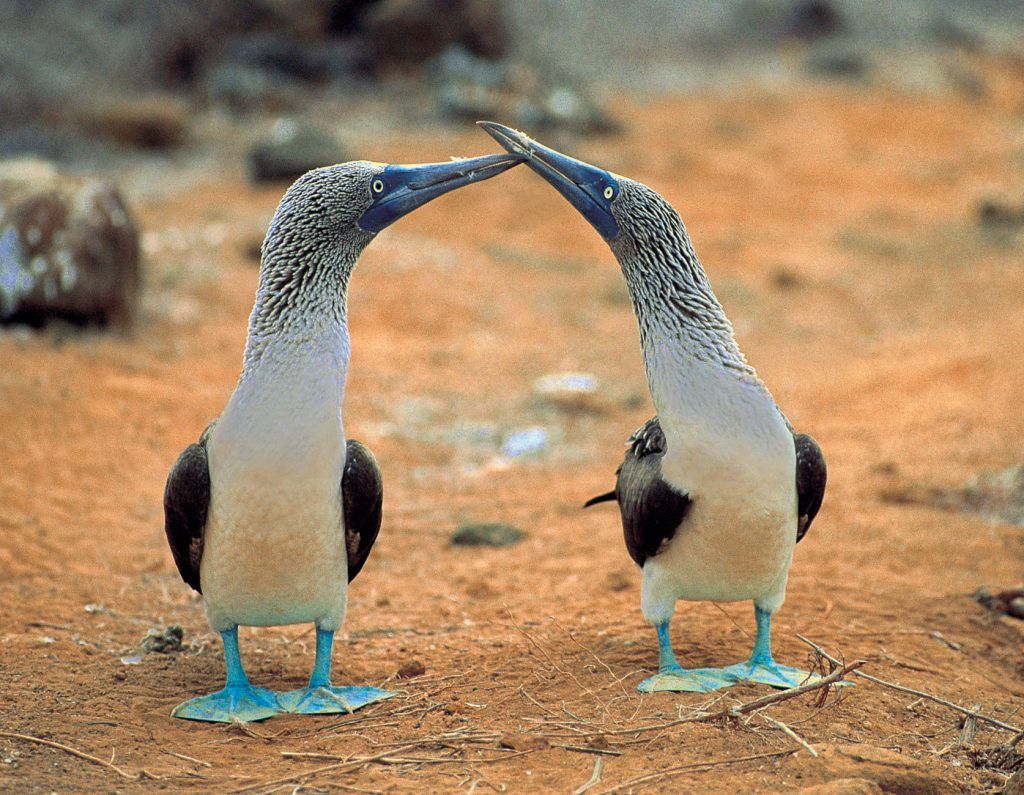 Ecuador Wonders