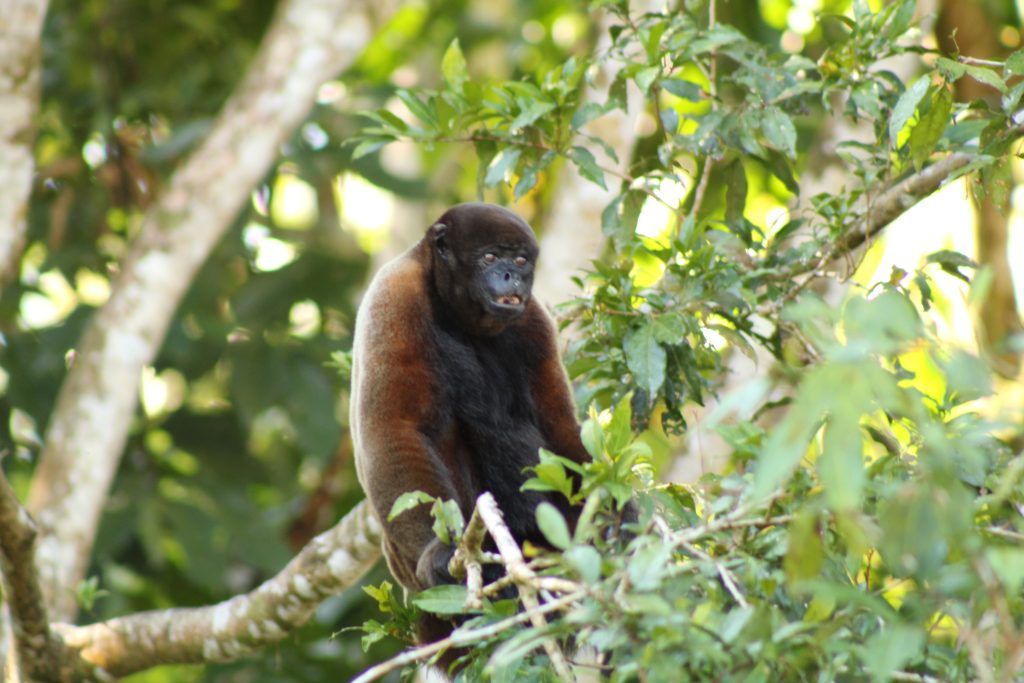 Monkey perched on a branch among dense green foliage in a forested area.