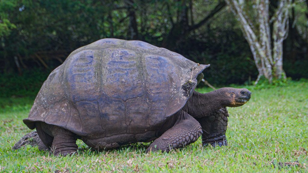 Large tortoise walking slowly across a grassy field with trees in the background.