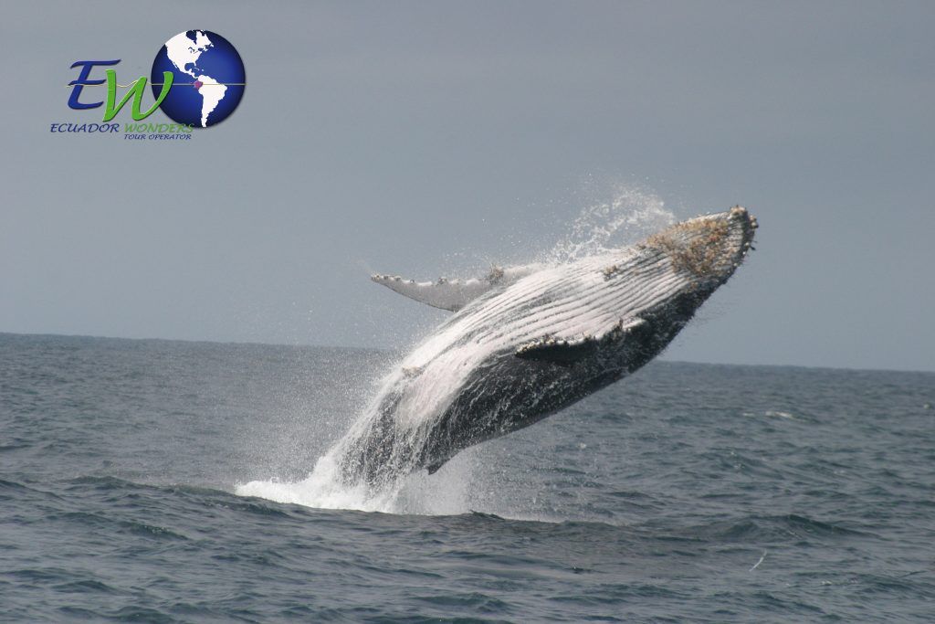 Whale tail fluke rising from the ocean with a blue globe logo and 'ECUADOR WONDERS' text in the top-left corner of the image.