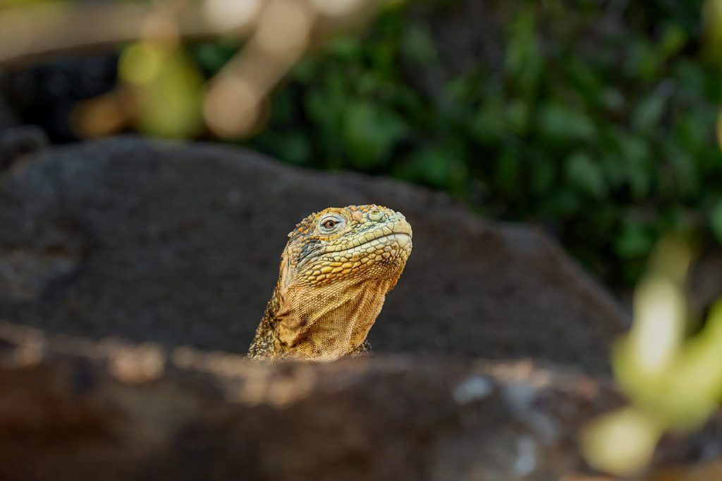 Galapagos Islands Fauna